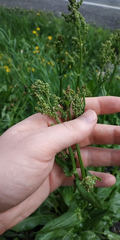Rumex rugosus, photographed by Yurii Basov