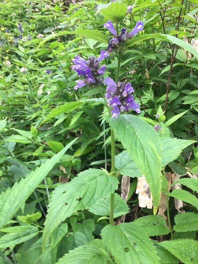 Nepeta subsessilis, photographed by Matt Scott