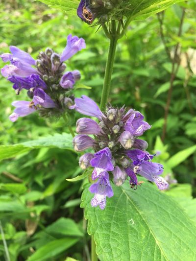 Nepeta subsessilis, photographed by Matt Scott