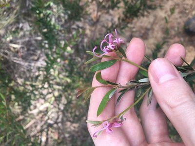 Grevillea sericea, photographed by Thomas Mesaglio