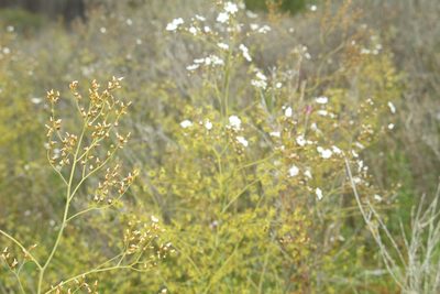 Drosera gigantea, photographed by Em Lamond