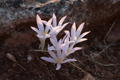 Colchicum sfikasianum, photographed by Theodoros Alexandropoulos