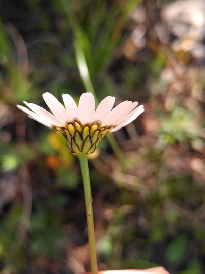 Leucanthemum graminifolium, photographed by Yves Bas