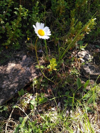 Leucanthemum graminifolium, photographed by Yves Bas