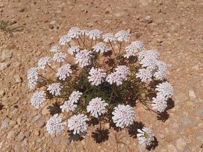 Iberis pinnata, photographed by Yves Bas