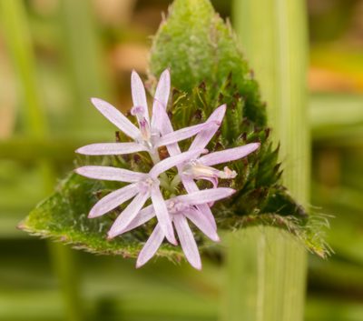 Elephantopus scaber, photographed by portioid