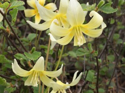 Erythronium californicum, photographed by Brook