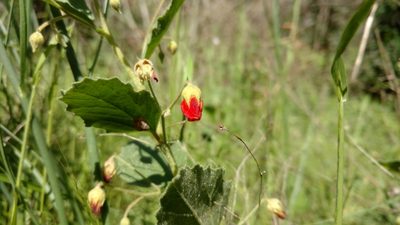 Hermannia texana, photographed by Cleveland Powell