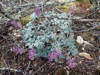 Lupinus sericatus, photographed by Scott Yarger