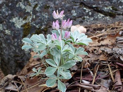 Lupinus sericatus, photographed by Scott Yarger