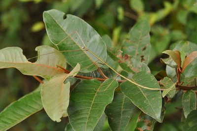 Harungana madagascariensis, photographed by Josip Skejo