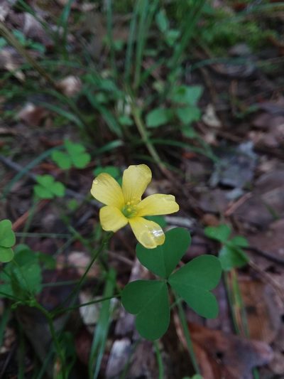 Oxalis florida, photographed by Will McFarland