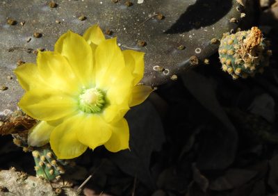 Opuntia decumbens, photographed by Francisco Farriols Sarabia