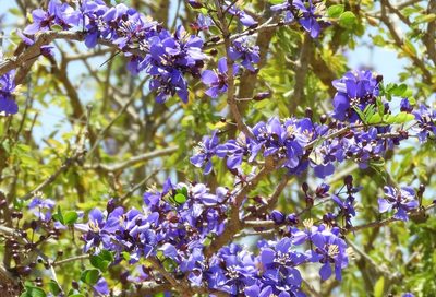 Guaiacum coulteri, photographed by Francisco Farriols Sarabia