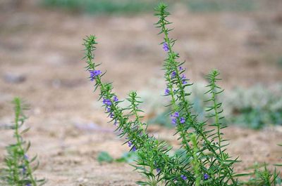 Stemodia florulenta, photographed by Chris Lindorff