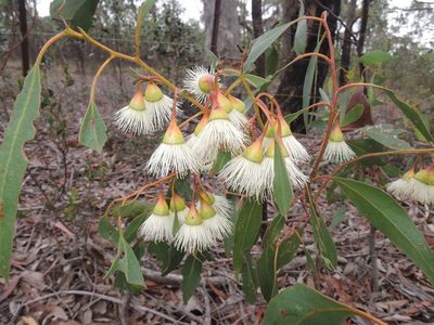 Eucalyptus tricarpa, photographed by Chris Lindorff