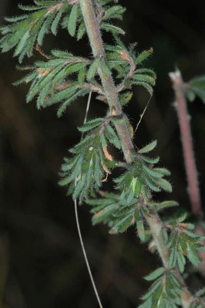 Pultenaea hispidula, photographed by Chris Lindorff