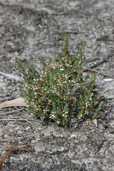 Brachyloma ciliatum, photographed by Chris Lindorff