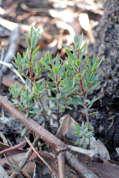 Brachyloma ciliatum, photographed by Chris Lindorff