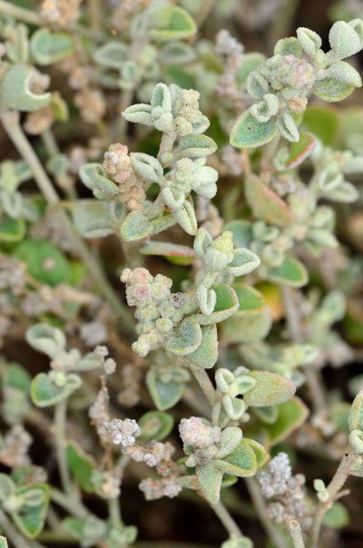 Chenopodium desertorum, photographed by Chris Lindorff