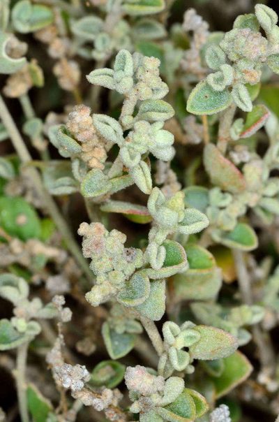 Chenopodium desertorum, photographed by Chris Lindorff
