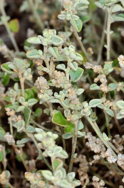 Chenopodium desertorum, photographed by Chris Lindorff