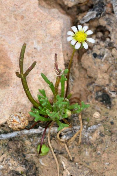 Brachyscome lineariloba, photographed by Chris Lindorff