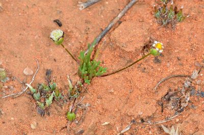 Brachyscome lineariloba, photographed by Chris Lindorff
