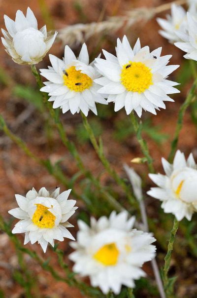 Rhodanthe stuartiana, photographed by Chris Lindorff