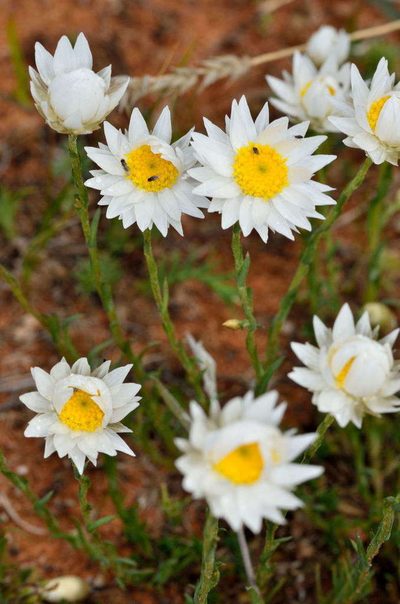 Rhodanthe stuartiana, photographed by Chris Lindorff