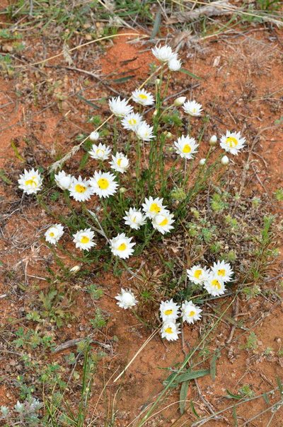 Rhodanthe stuartiana, photographed by Chris Lindorff
