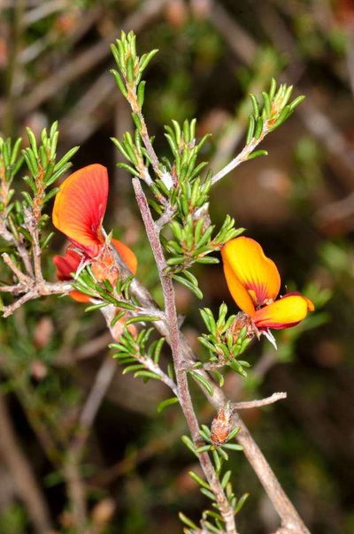 Pultenaea prostrata, photographed by Chris Lindorff