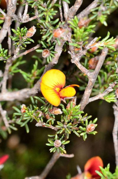 Pultenaea prostrata, photographed by Chris Lindorff