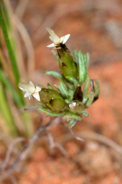 Rhodanthe pygmaea, photographed by Chris Lindorff