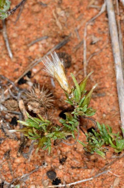 Rhodanthe pygmaea, photographed by Chris Lindorff