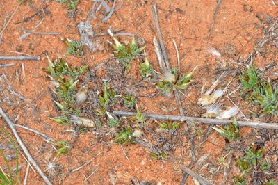 Rhodanthe pygmaea, photographed by Chris Lindorff
