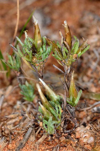 Rhodanthe pygmaea, photographed by Chris Lindorff