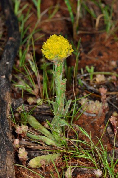 Pycnosorus pleiocephalus, photographed by Chris Lindorff