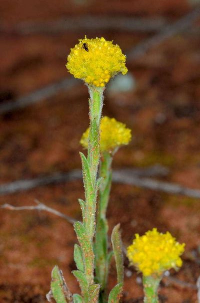 Pycnosorus pleiocephalus, photographed by Chris Lindorff