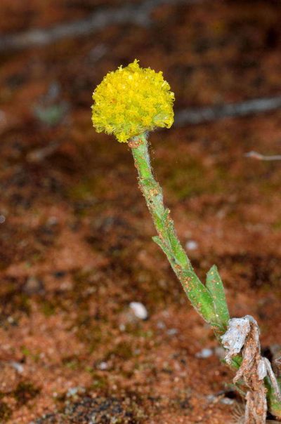 Pycnosorus pleiocephalus, photographed by Chris Lindorff