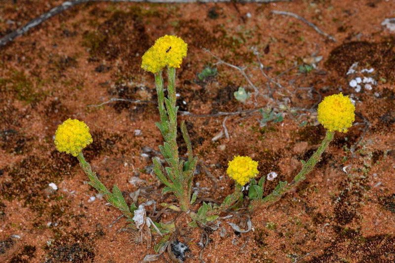 Pycnosorus pleiocephalus, photographed by Chris Lindorff