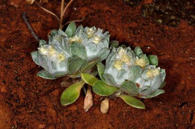 Actinobole uliginosum, photographed by Chris Lindorff