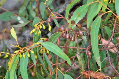 Eucalyptus tricarpa, photographed by Chris Lindorff