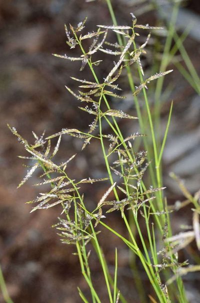 Eragrostis setifolia, photographed by Chris Lindorff