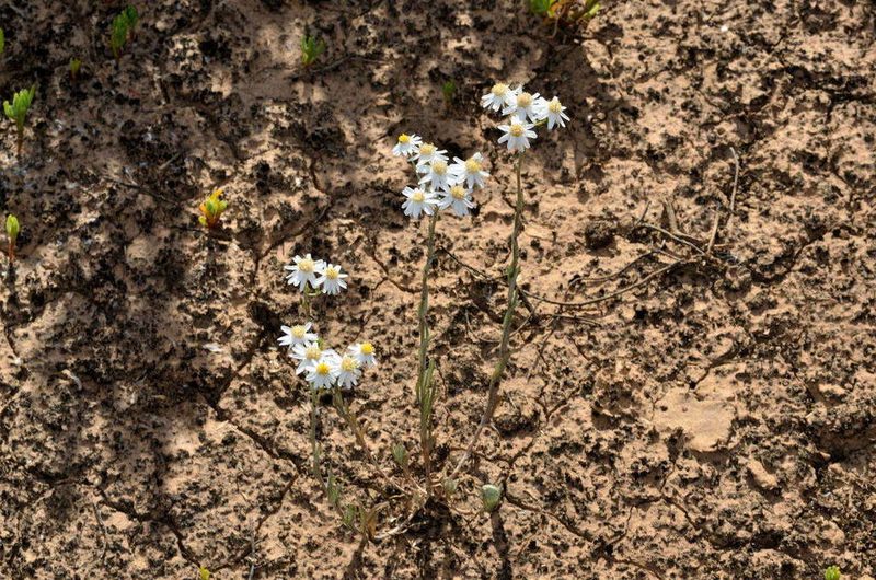 Rhodanthe corymbiflora, photographed by Chris Lindorff