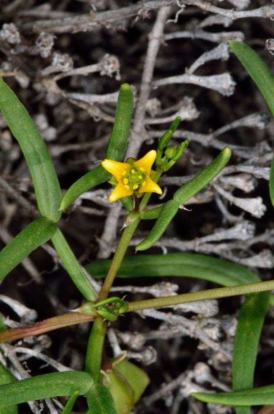 Roepera angustifolia, photographed by Chris Lindorff