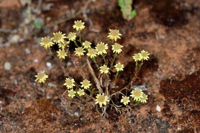 Hyalosperma semisterile, photographed by Chris Lindorff