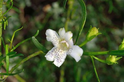 Eremophila polyclada, photographed by Chris Lindorff
