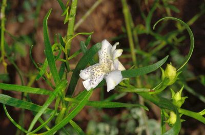 Eremophila polyclada, photographed by Chris Lindorff