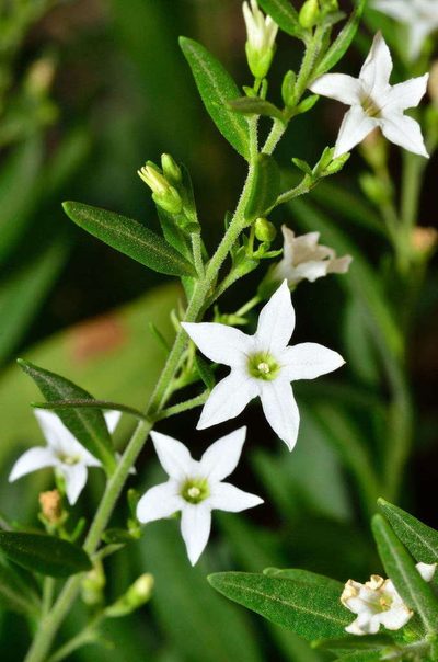 Cyphanthera anthocercidea, photographed by Chris Lindorff